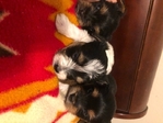CKC Yorkies