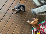 Free puppies/puppy