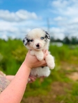 Australian shepherd’s