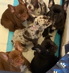 Loving Legacy Frenchies