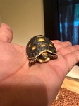 Piedball banana and redfoot for sell