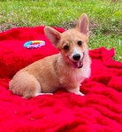 AKC Pembroke Welsh Corgis