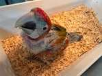 Sun Conures, Quakers, WB Caiques and Flame Macaw