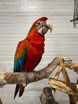 Baby female Flame Macaw