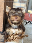 Extra Fluffy AKC Male Chihuahuas