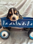 Beagle puppies AKC