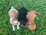 AKC Cavalier King Charles Spaniel Puppies