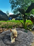 Chihuahua puppies
