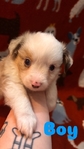 Toy Australian Shepherd’s