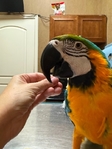 Catalina & Blue and Gold Macaw