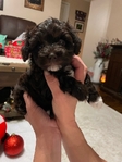 Mini Schnauzers AKC