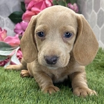 AKC Registered Cream Dachshund Male – Kasper