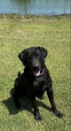 AKC Labrador Retrievers puppies