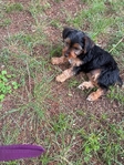 Yorkie puppies