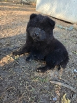 Chow chow puppies