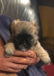 Shih tzu puppies
