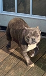 French Bulldogs for sale CHEAP