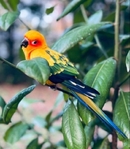 Tame sun conure