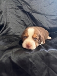 Beagle puppies AKC