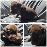 AKC Labrador Retriever Puppies