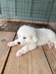 Great Pyrenees Puppies