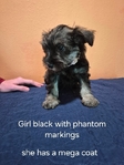 Miniature Schnauzer