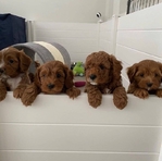 Cavapoo Puppies for Adoption
