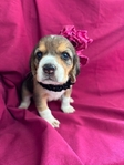 Beagle puppies AKC