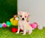 Chihuahua Tiny Puppies Vetted w/shots