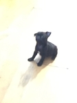 Pug puppies