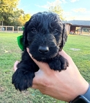 F2B Goldendoodle Puppies