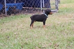 Doberman puppies