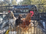 Roosters for sale