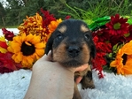 AKC Miniature Dachshund Puppies
