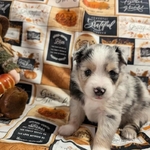 Toy/mini Australian Shepherd puppies