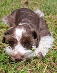 AKC Reg Miniature schnauzer Male