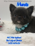 AKC Beautiful Blue Male Applehead Longcoat Chihuahua