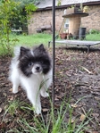 Pomeranian puppy