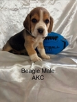Beagle puppies AKC