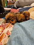 Register Dachshund NAPR