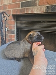 AKC REGISTERED WORKING BELGIAN MALINOIS PUPS