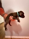 Lab/GSP mix! 7 weeks old vaccinated and wormed puppies!