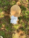 Golden Retriever puppies AKC