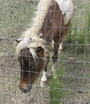 Mini Horses & 1 Mini Donkey