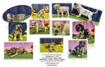 Anatolian Shepherd puppies, Bloodahoula's, and Catahoula's
