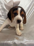 Beagle puppies AKC