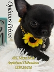 AKC Micro Male Applehead Chihuahuas