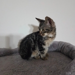 Free kitten 13 weeks old