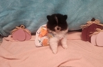 Pomeranian Puppy