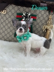 Male Registered Chihuahuas